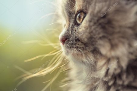 Котики красивые
