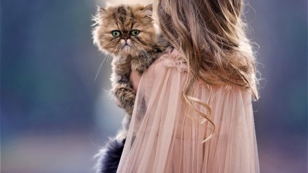 Кот девушка