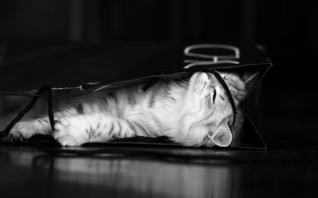 Черно белая кошка