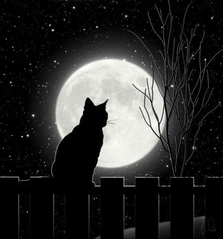 Кошка ночь