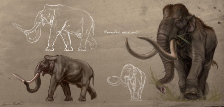 Mammuthus meridionalis