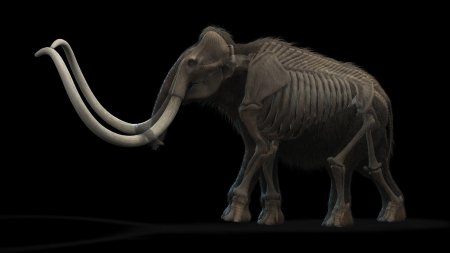 Columbian mammoth колумбийский мамонт