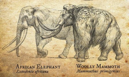 Шерстистый мамонт (woolly mammoth)
