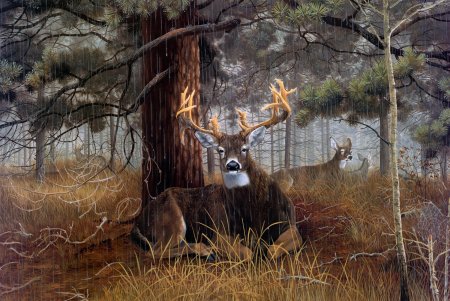 Whitetail deer