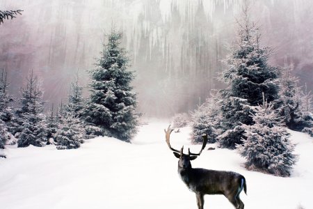 Олень в зимнем лесу