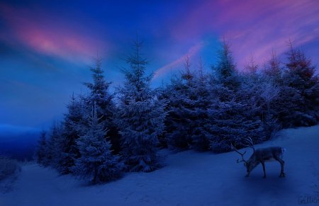 Новогодний лес