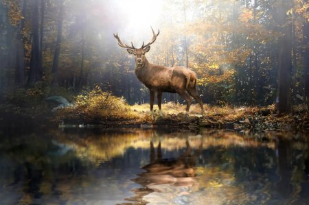 Deer in forest