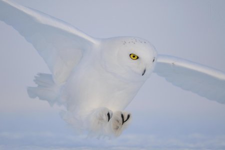 Сова полярная белая