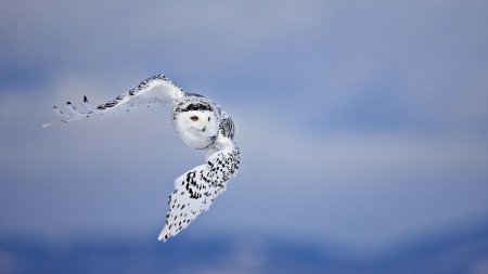 Полярная сова птица
