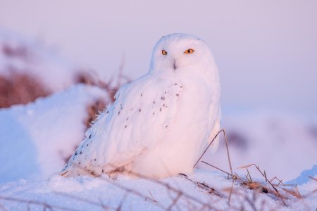 Полярная сова птица
