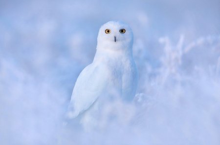 Сова белая
