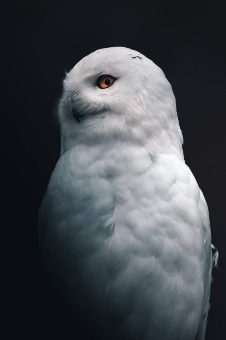 Белая сова