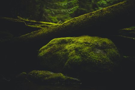 Мох в лесу