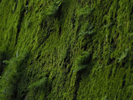 Physcomitrella patens мох