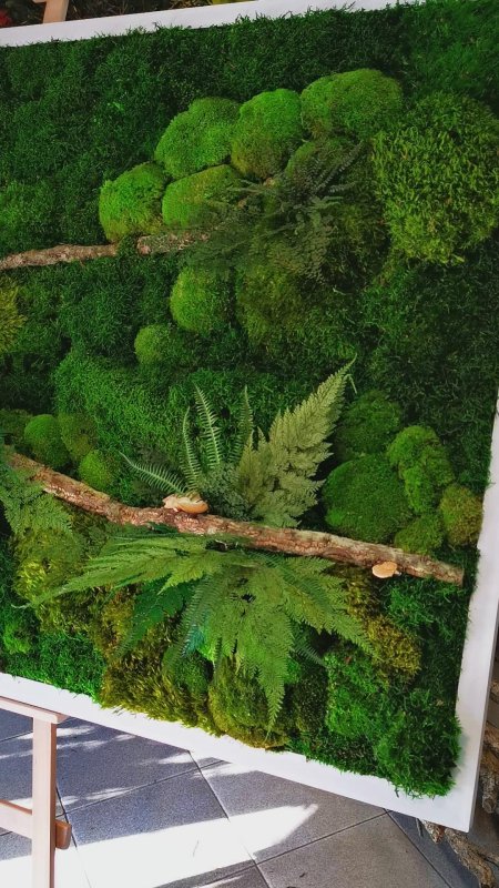 Moss green / мох стабилизированный