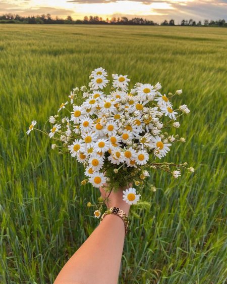 Букет ромашек