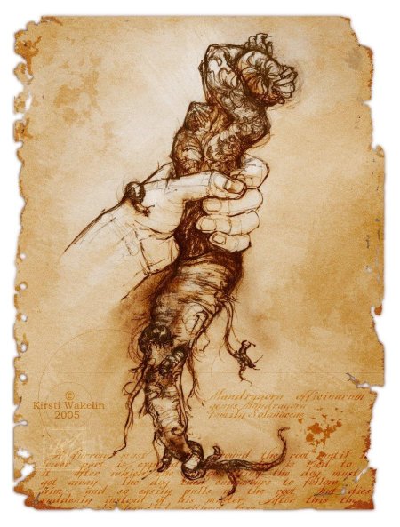 Корень мандрагора