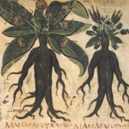 Mandragora officinarum