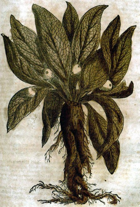 Mandragora officinarum
