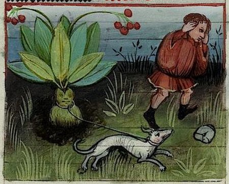 Средневековый трактат tacuinum sanitatis