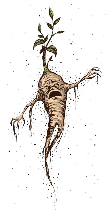 Корень мандрагора