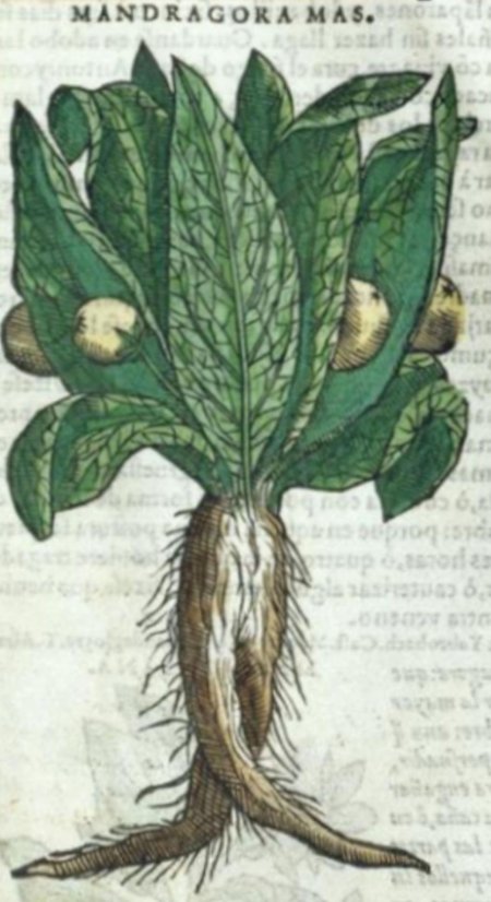 Mandragora tacuinum sanitatis