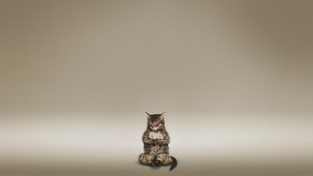 Кот на фон