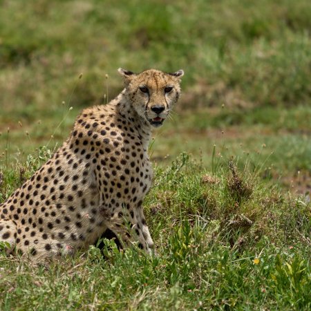 Cheetah (acinonyx jubatus)