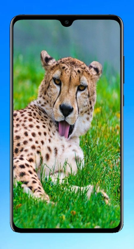 Cheetah