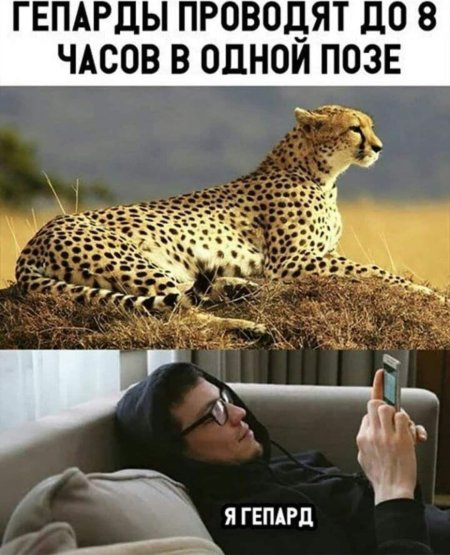 Гепард животное