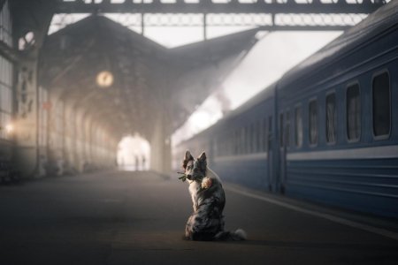 Собака на вокзале