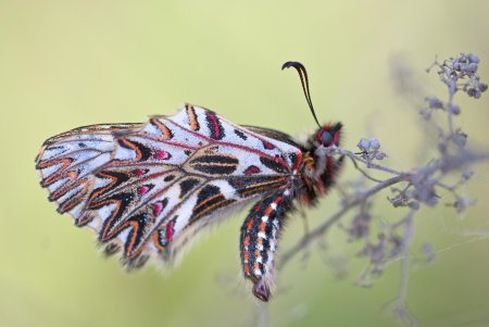 Поликсена (zerynthia polyxena)