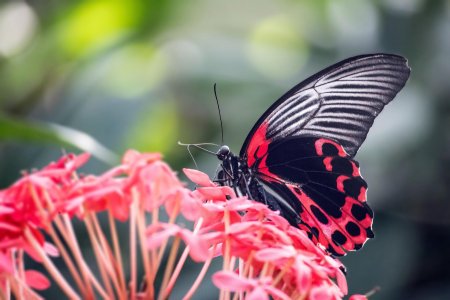 Papilio rumanzovia