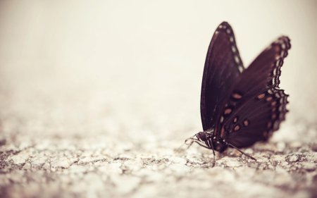 Бабочка limenitis arthemis