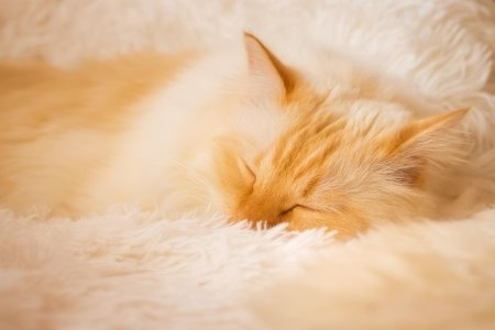 Спящий рыжий кот