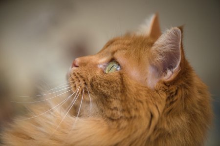 Рыжая кошка