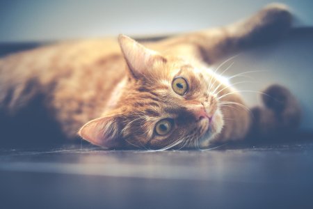 Рыжего кота