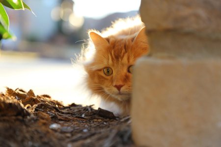 Кот рыжий