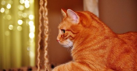 Рыжие коты