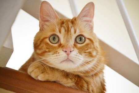Европейская короткошерстная кошка рыжая