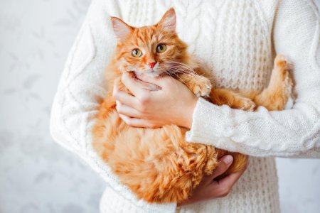 Рыжий кот на руках