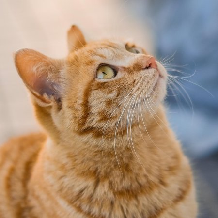 Кот рыжий