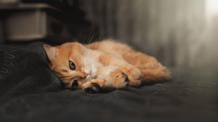 Британская золотая шиншилла