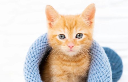 Рыжие котята