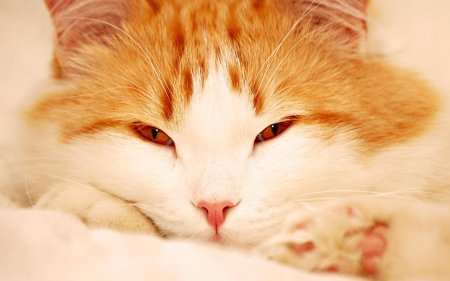 Кот бело рыжий