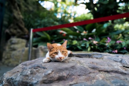 Котик