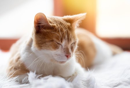 Рыже белые коты