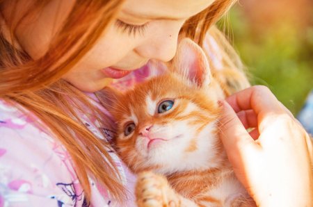 Рыжие котята