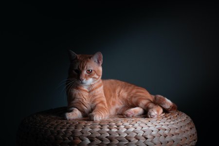Большой рыжий кот