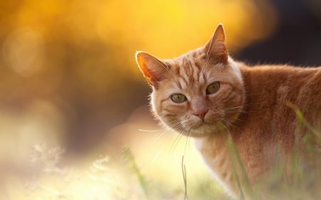 Рыжего кота